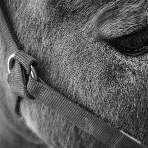 Portage avec des ânes - Champoleon - Denis Lebioda