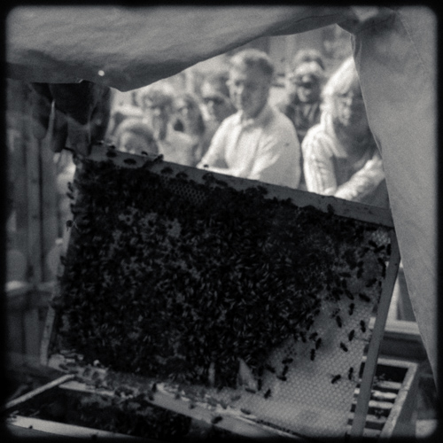 Fête du miel - Champoléon - Photographies Denis Lebioda