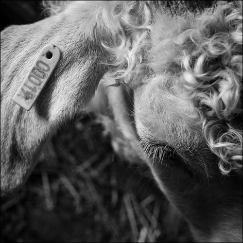 Chèvres - Mohair arc en ciel - Pradervand - Bréziers