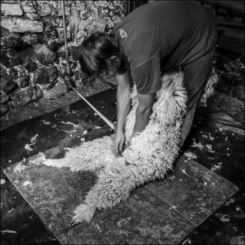 Tonte - Chèvres angora - Le mohair arc en ciel - Anne Pradervand
