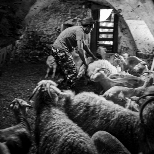 Tonte - Chèvres angora - Le mohair arc en ciel - Anne Pradervand