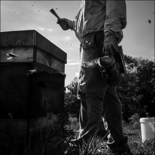 La récolte du miel - Rucher des noisetiers - Challet - Photo D. Lebioda