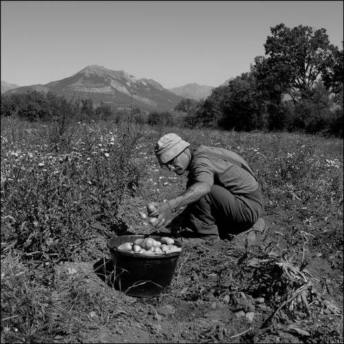 AMAP du Champsaur - Maraichage - Récolte des pommes de terre