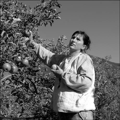 AMAP du Champsaur - Récolte des pommes