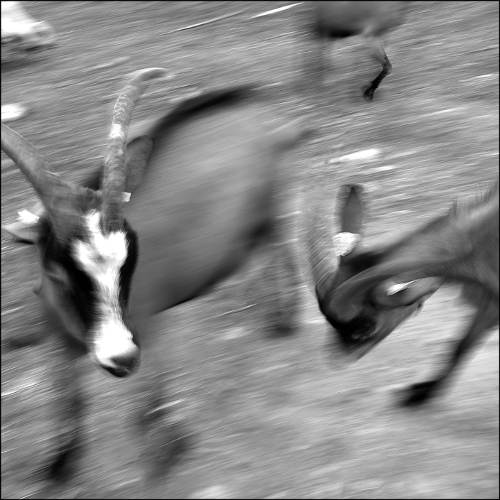 AMAP du Champsaur - Elevage de Chèvres